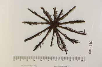 Media type: image;   Invertebrate Zoology CRI-916 Description: Preserved specimen.;